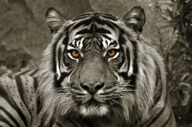 Bönninghoff Keilrahmenbild Tiger B/L: ca. 118x78 cm