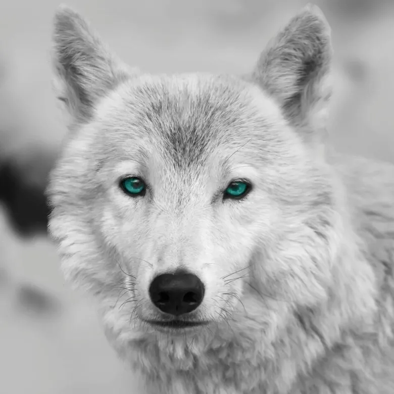 Bönninghoff Keilrahmenbild Wolf B/L: ca. 35x35 cm