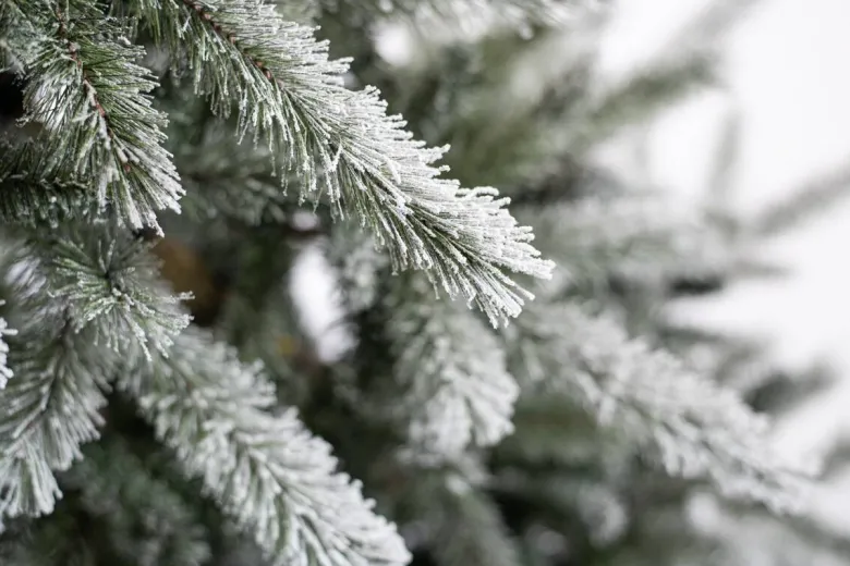 Evergreen Weihnachtsbaum Cedar Kiefer grün PVC B/H: ca. 114x210 cm