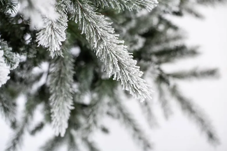 Evergreen Weihnachtsbaum Cedar Kiefer grün PVC B/H: ca. 114x210 cm