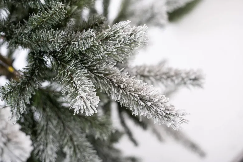 Evergreen Weihnachtsbaum Cedar Kiefer grün PVC B/H: ca. 114x210 cm