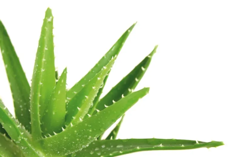 Kopfkissen Aloe Vera
