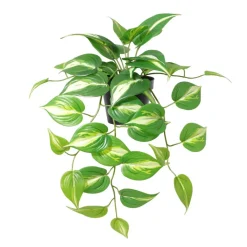 Kunstpflanze Pothos grün Kunststoff B/T/L: ca. 37x35x50 cm