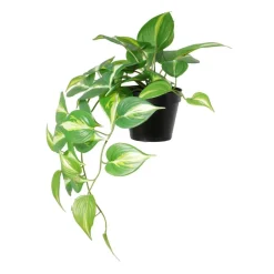 Kunstpflanze Pothos grün Kunststoff B/T/L: ca. 37x35x50 cm