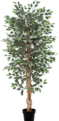 POCOline Kunstpflanze Ficusbaum grün Kunststoff B/H/L: ca. 20x180x20 cm