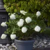 ProGarden Pflanztopf grau Kunststoff H/D: ca. 35x38 cm
