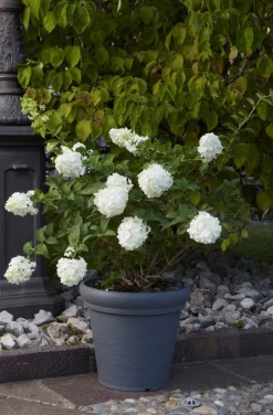 ProGarden Pflanztopf grau Kunststoff H/D: ca. 35x38 cm