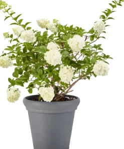ProGarden Pflanztopf grau Kunststoff H/D: ca. 35x38 cm