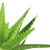 Steppbett Aloe Vera