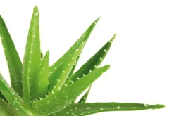 Steppbett Aloe Vera