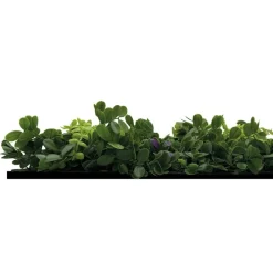Wand- und Akustikpaneel grün L/B/H: ca. 52x52x0,4 cm pro Stück